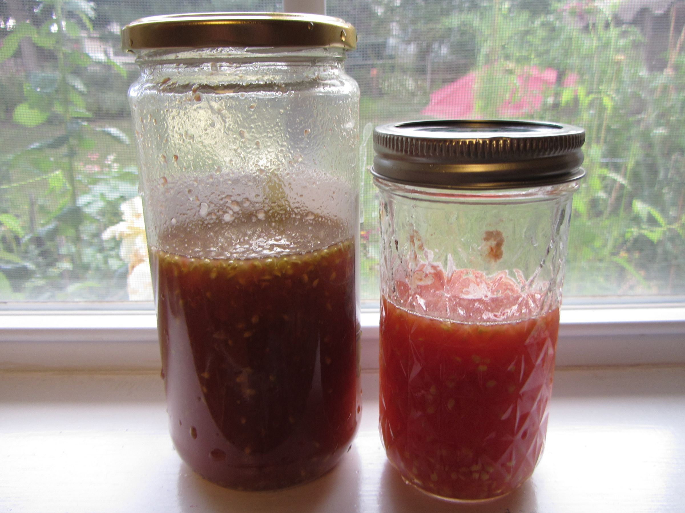 How to Ferment and Collect Tomato Seeds 6 Steps Instructables