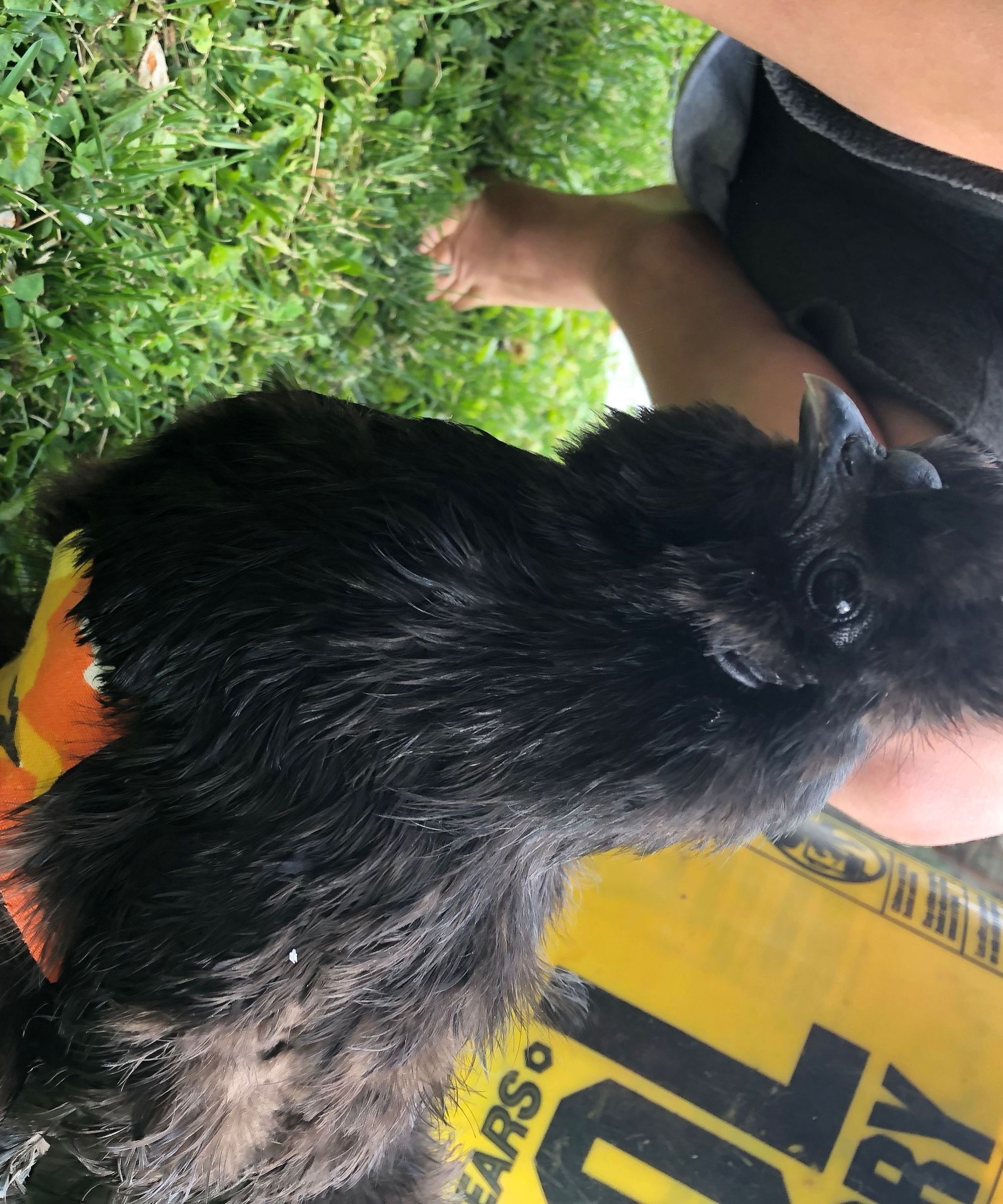 DIY Chicken Harness