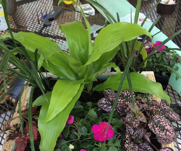 Instructions for Creating a Living Wall