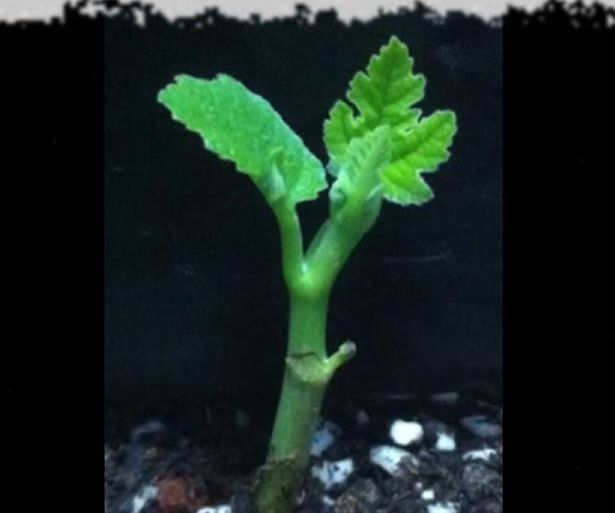 Little Mysterious Figgy