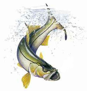 A Great Guide to Fishing
