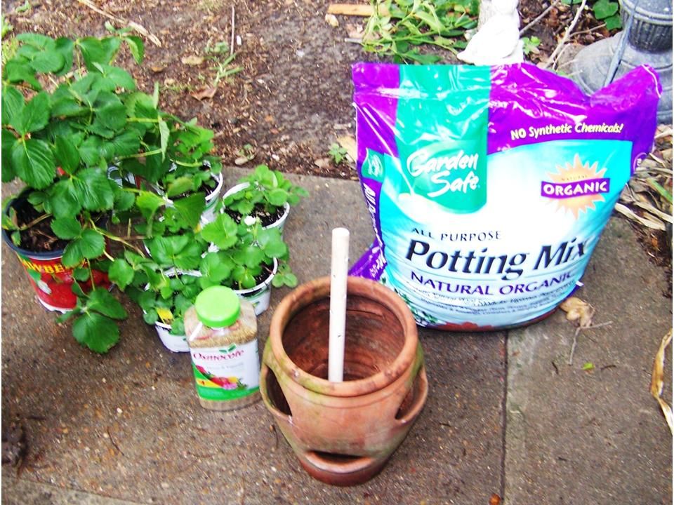 lucky bamboo gonzales Lucky Bamboo Fertilizer – Al's Garden & Home main image 0
