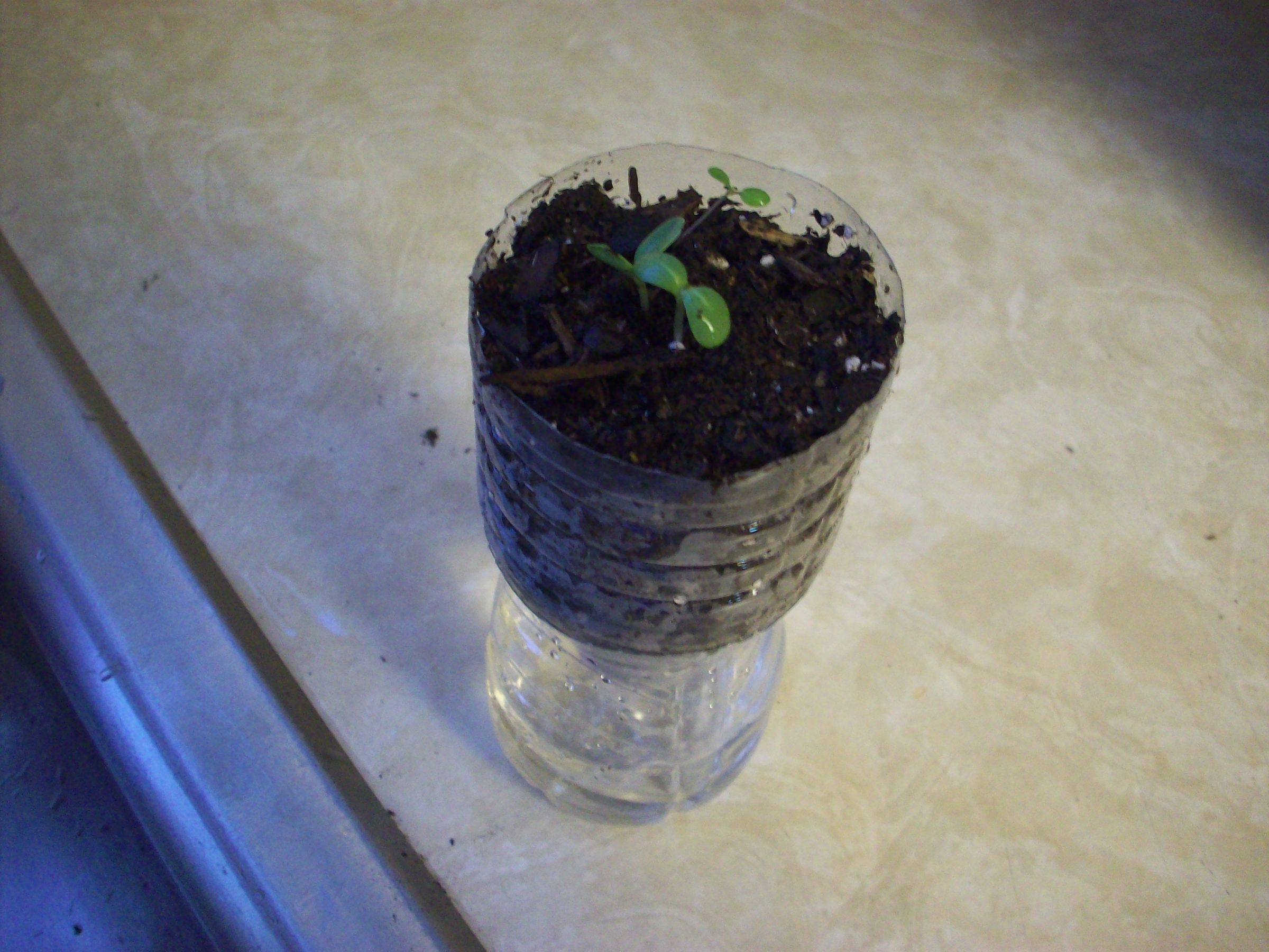 Easy Self Watering Plant Container 9 Steps Instructables
