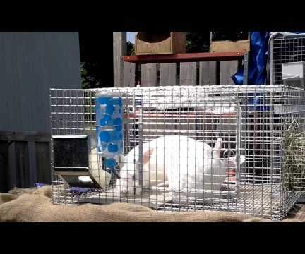 How to Breed a Rabbit