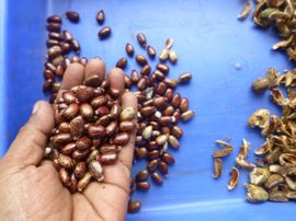 rose flower vibrater Jojoba Oil as lubricant, is it safe? 3 issues you may not be aware of |  Shop Naturally News Blog main image 0