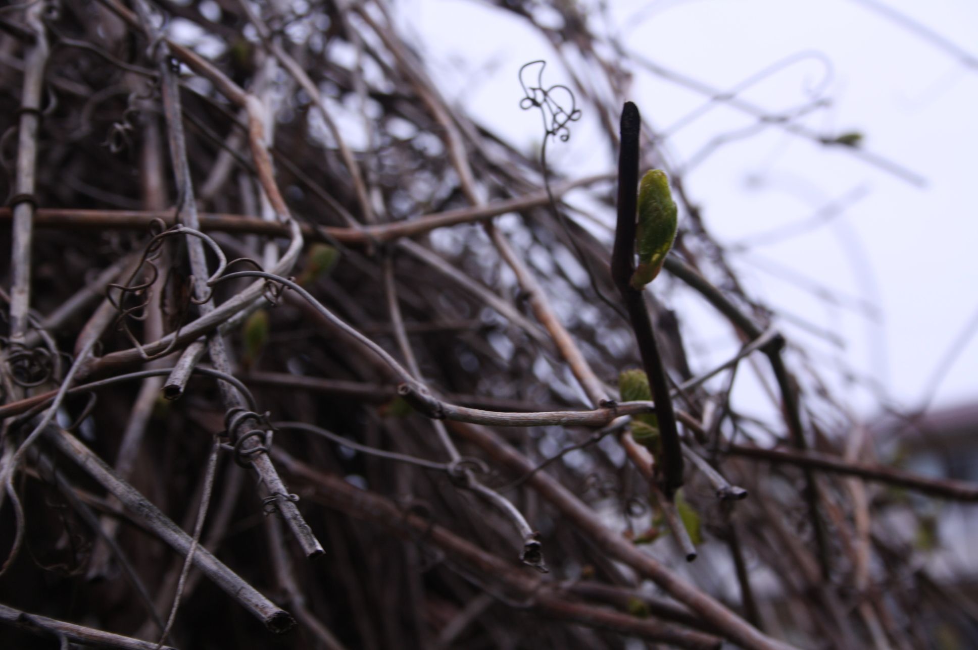 Some Pics of Spring Blooms & Winter Shots (with Pictures) Instructables