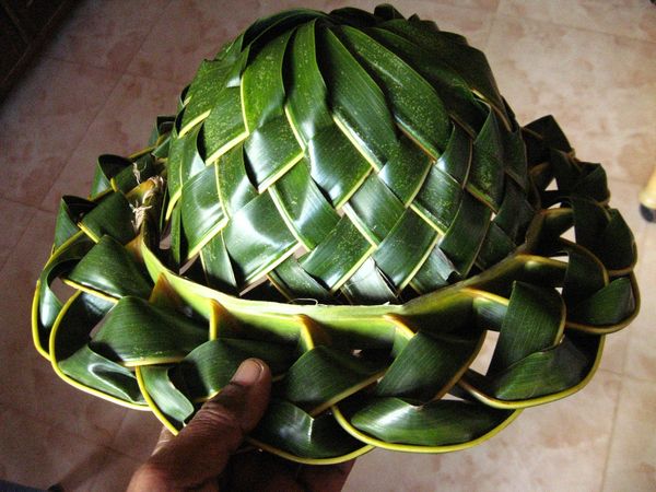 house plant that looks like a corn stalk Elegant Cornstalk Dracaena Plant