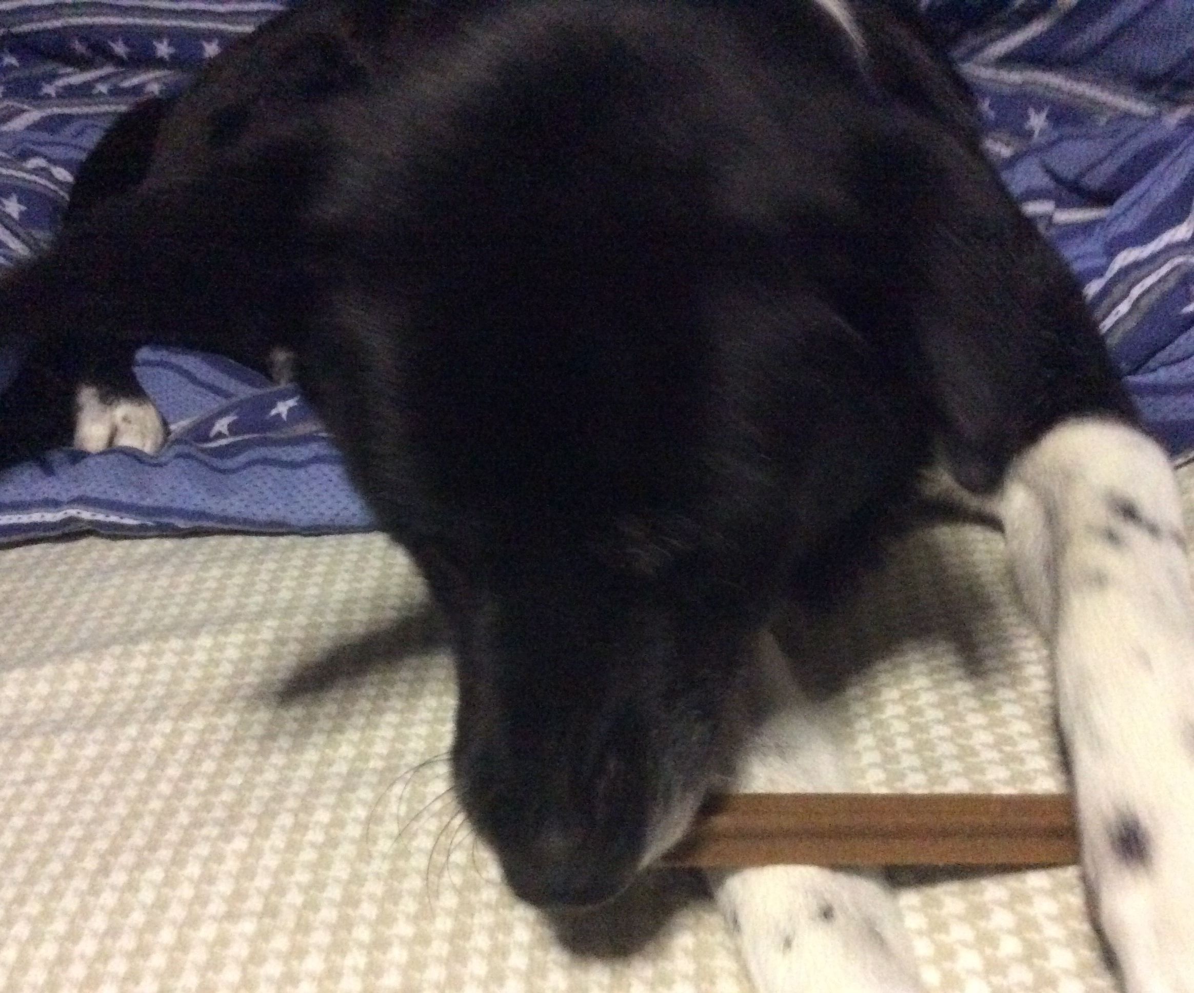 How to Take Care If a Herding/fighting Dog