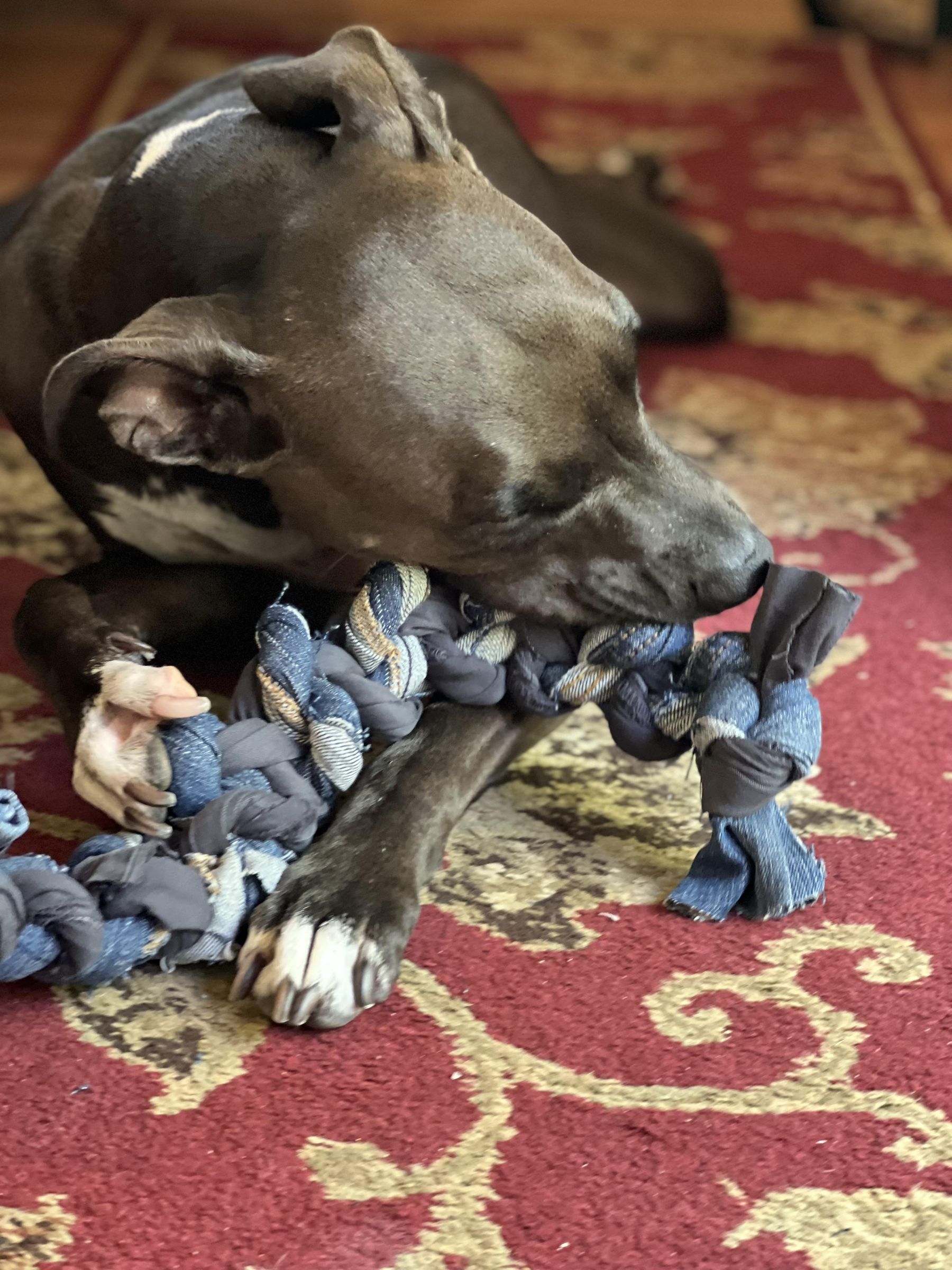 instructables dog toys