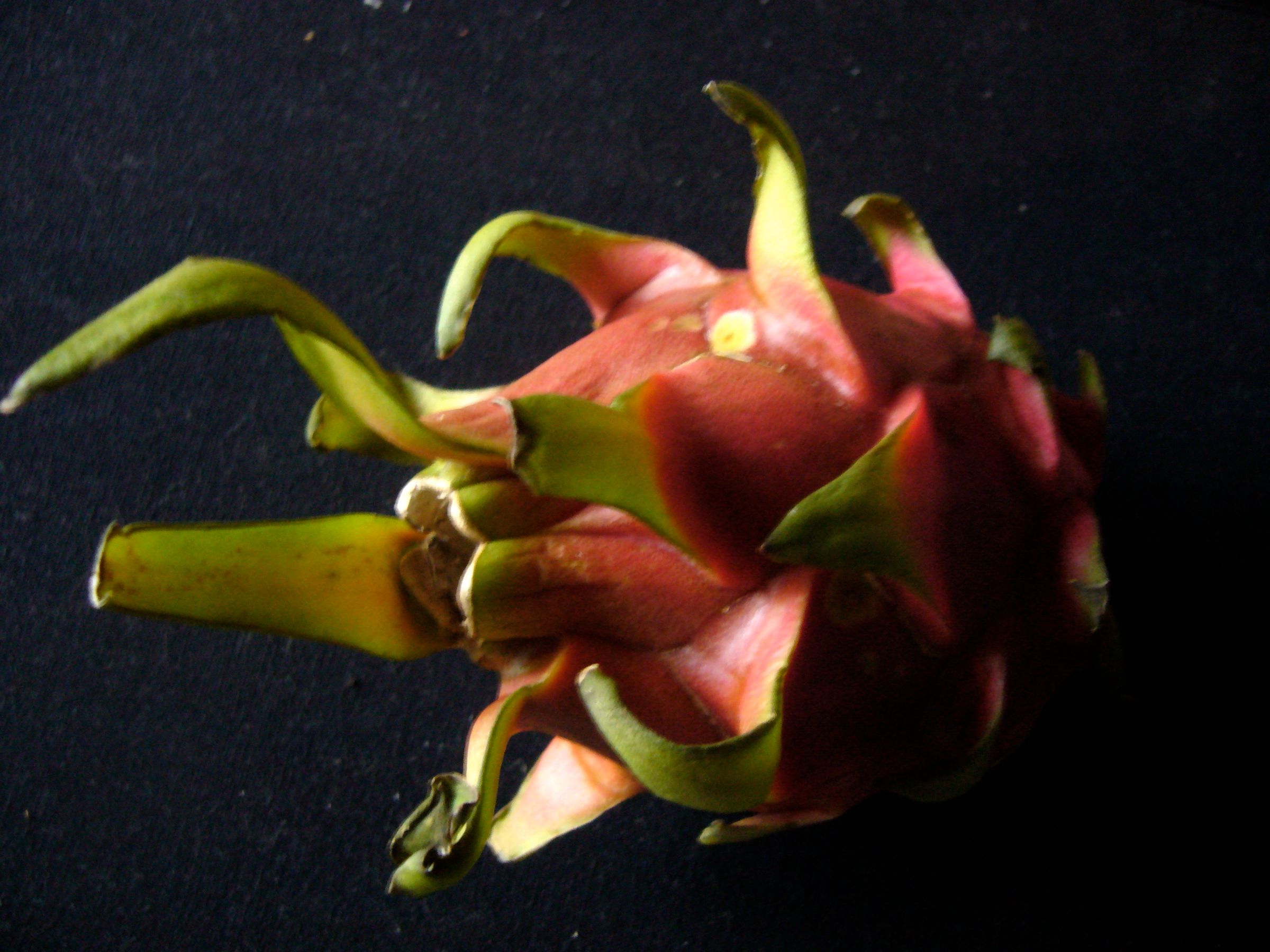 Grow Dragonfruit From Seeds (Hylocereus Undatus)