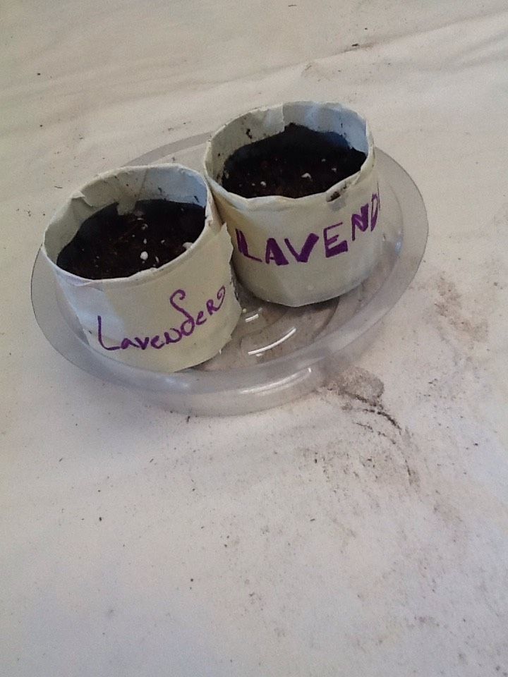 DIY Recycled Drink Can Seed Starters