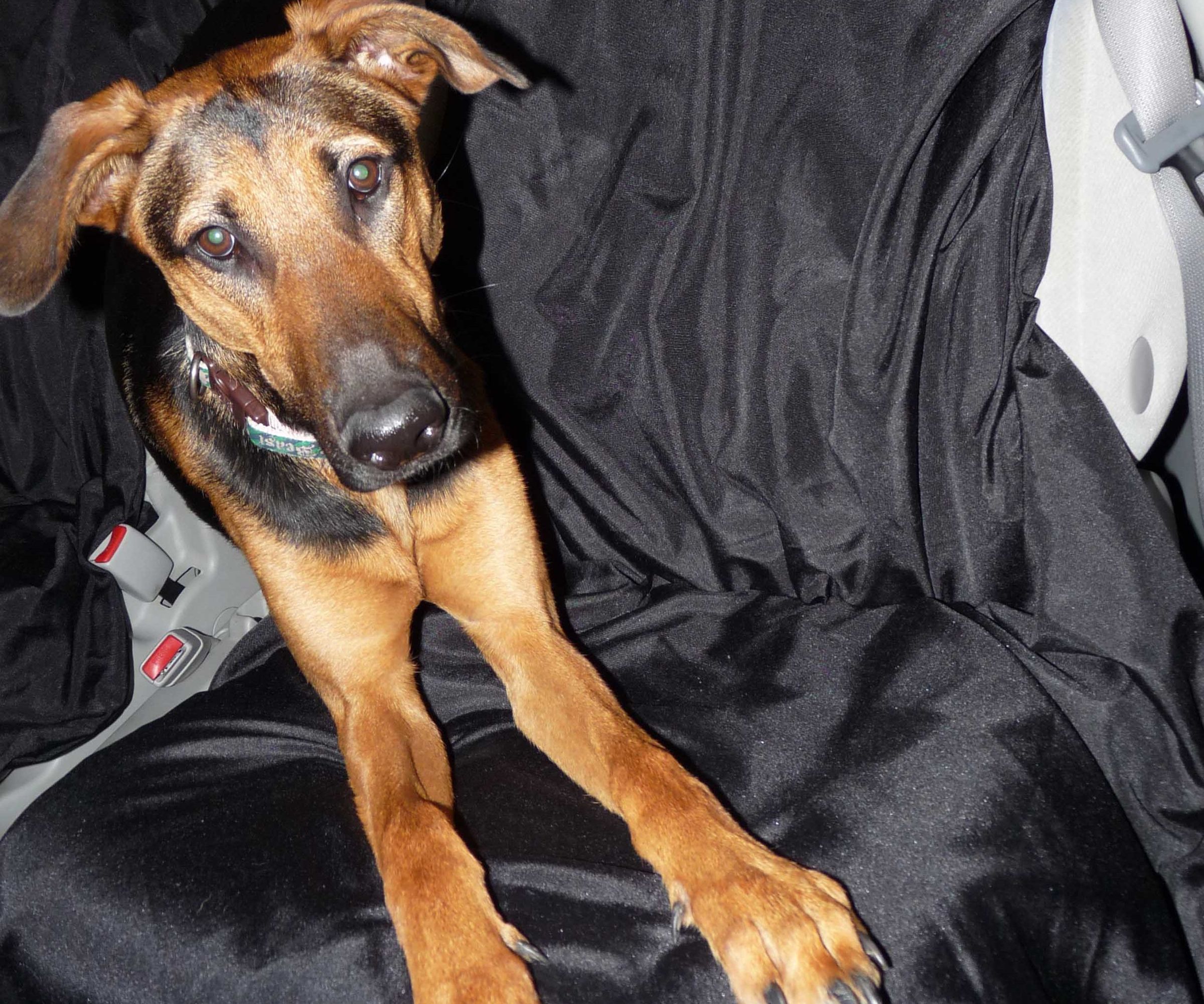 Dog Car Seat Covers