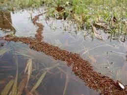 Fire Ants