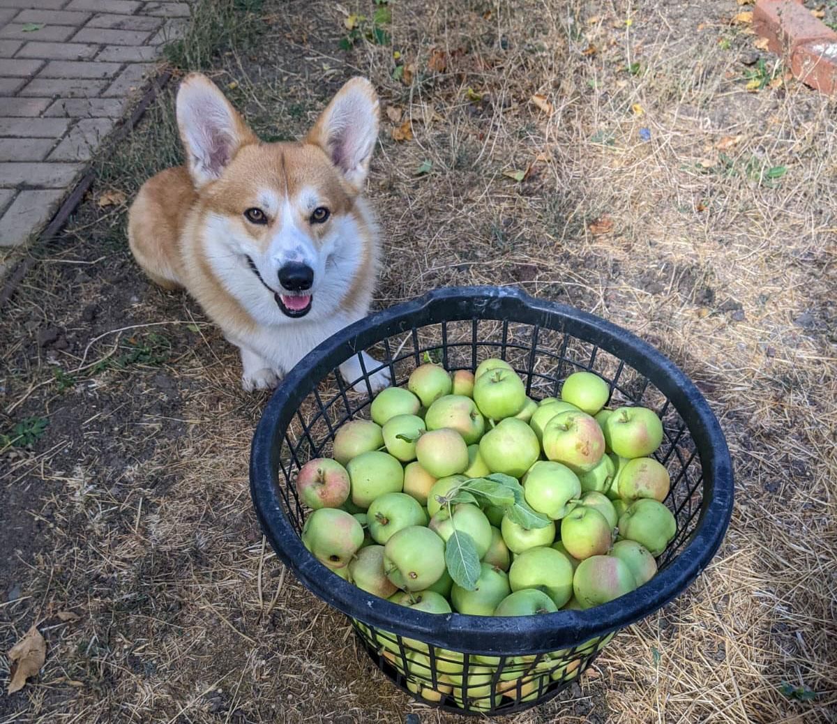 Apple Harvest Protection