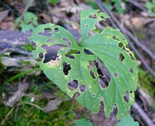 How to Control Pest Insects in Your Garden Using Your Garden