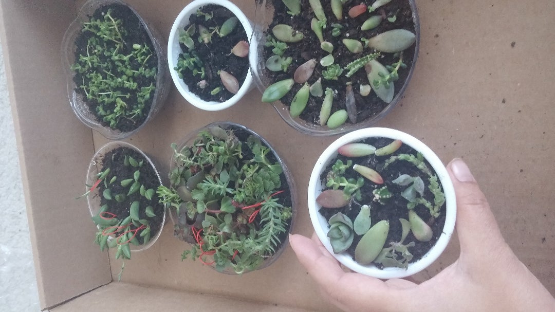 How to QUICKLY Root/Propagate Succulents From Leaves