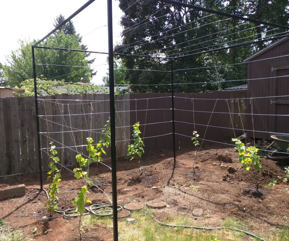 Grape Arbor