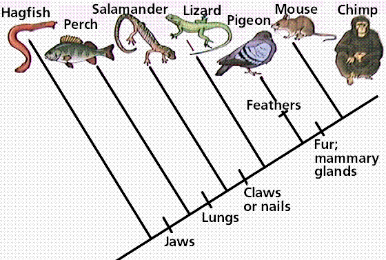 How to Make a Cladogram