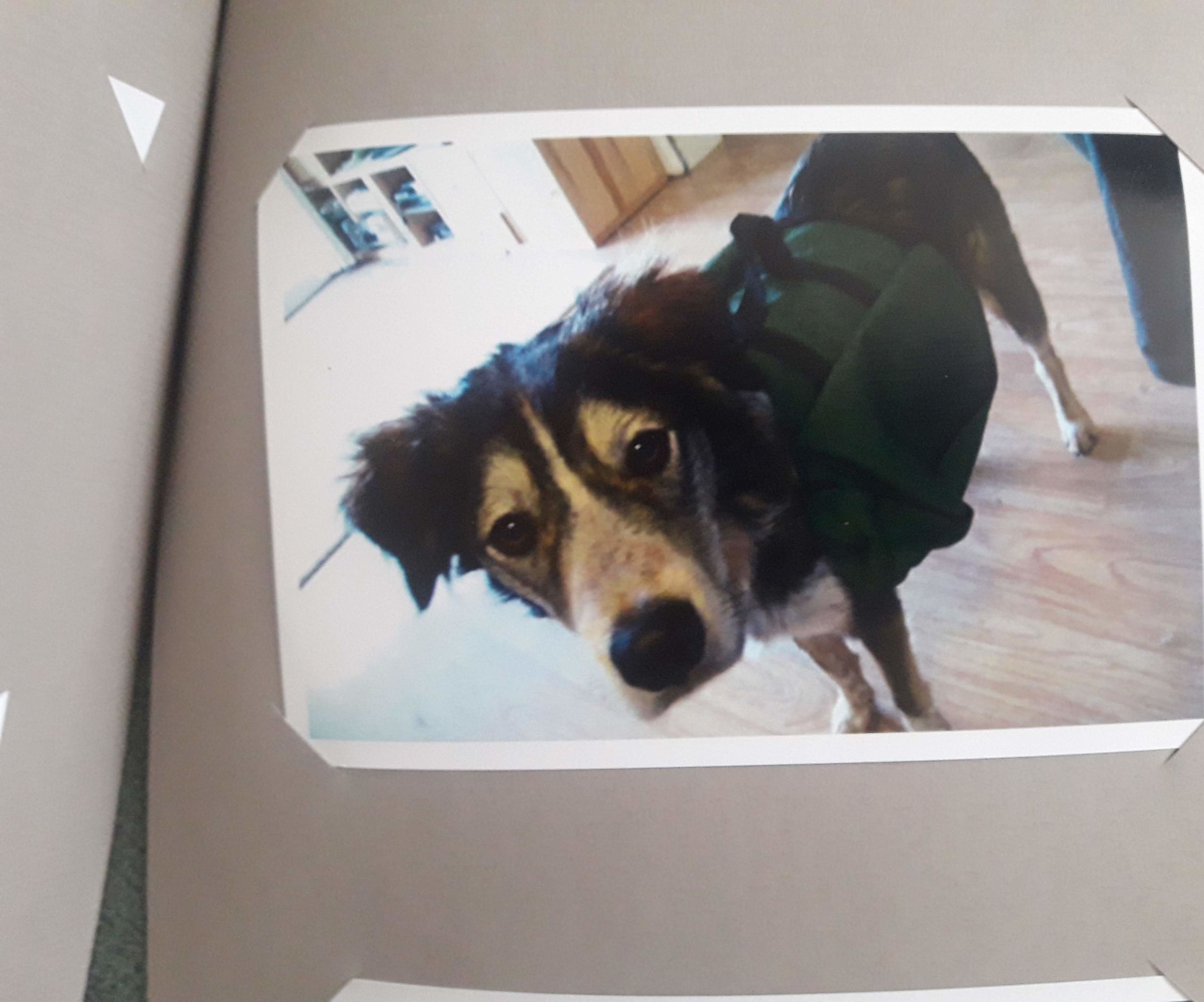 Dog Backpack