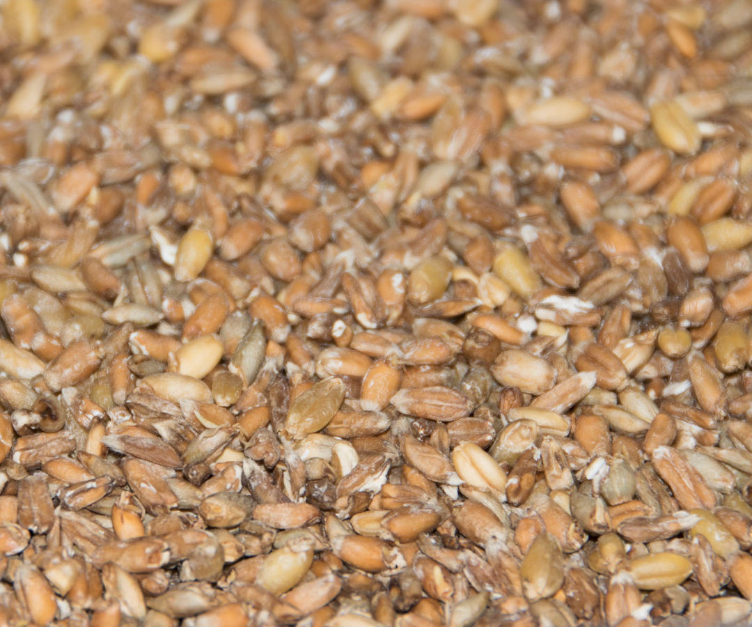 Homemade Sprouted Whole Grains