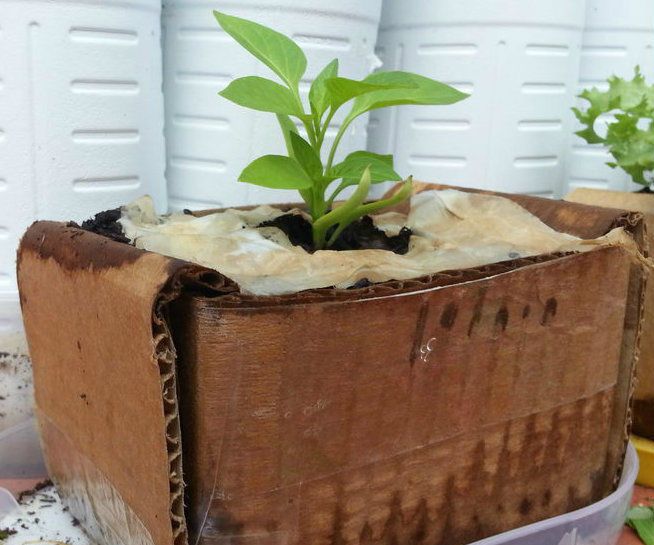 Cardboard Plant Containers