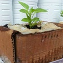 Cardboard Plant Containers