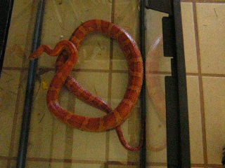 Snake Care (non-venomous)