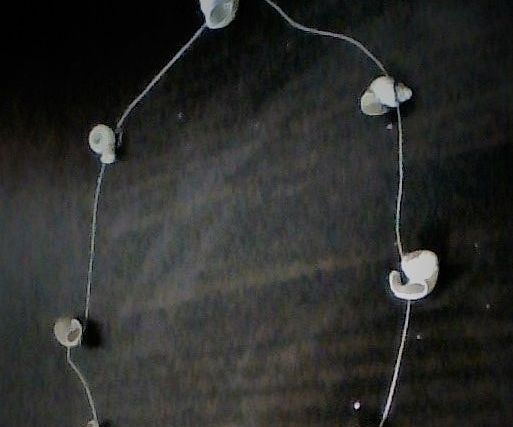 Shell Necklace