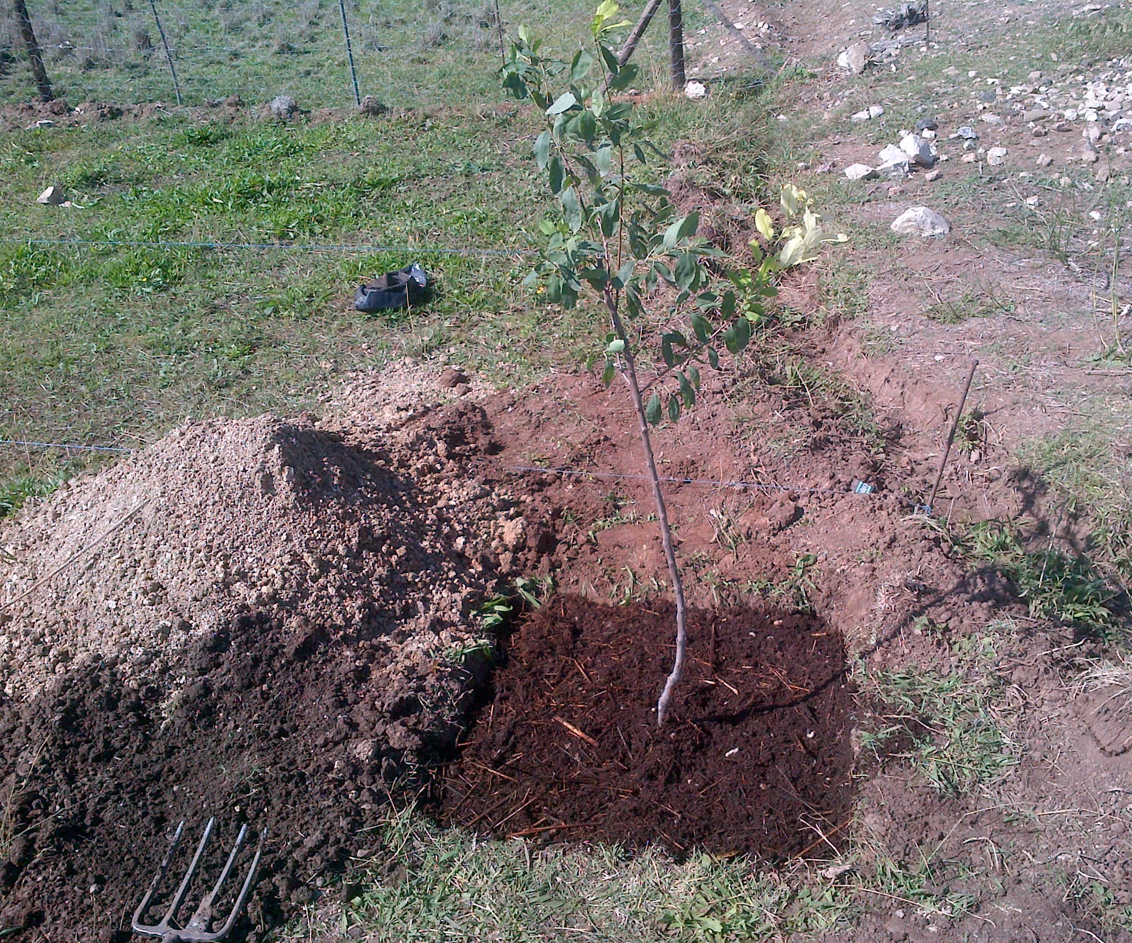 Planting Tree Ellen White Way (EGW)