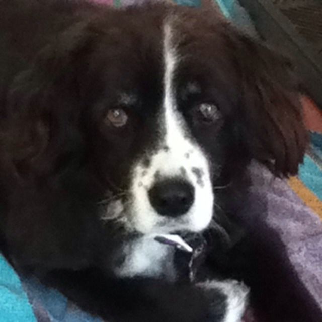 Bobey
