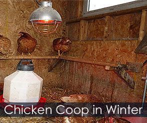 How to Build Backyard Chicken Coop - Designs Ideas