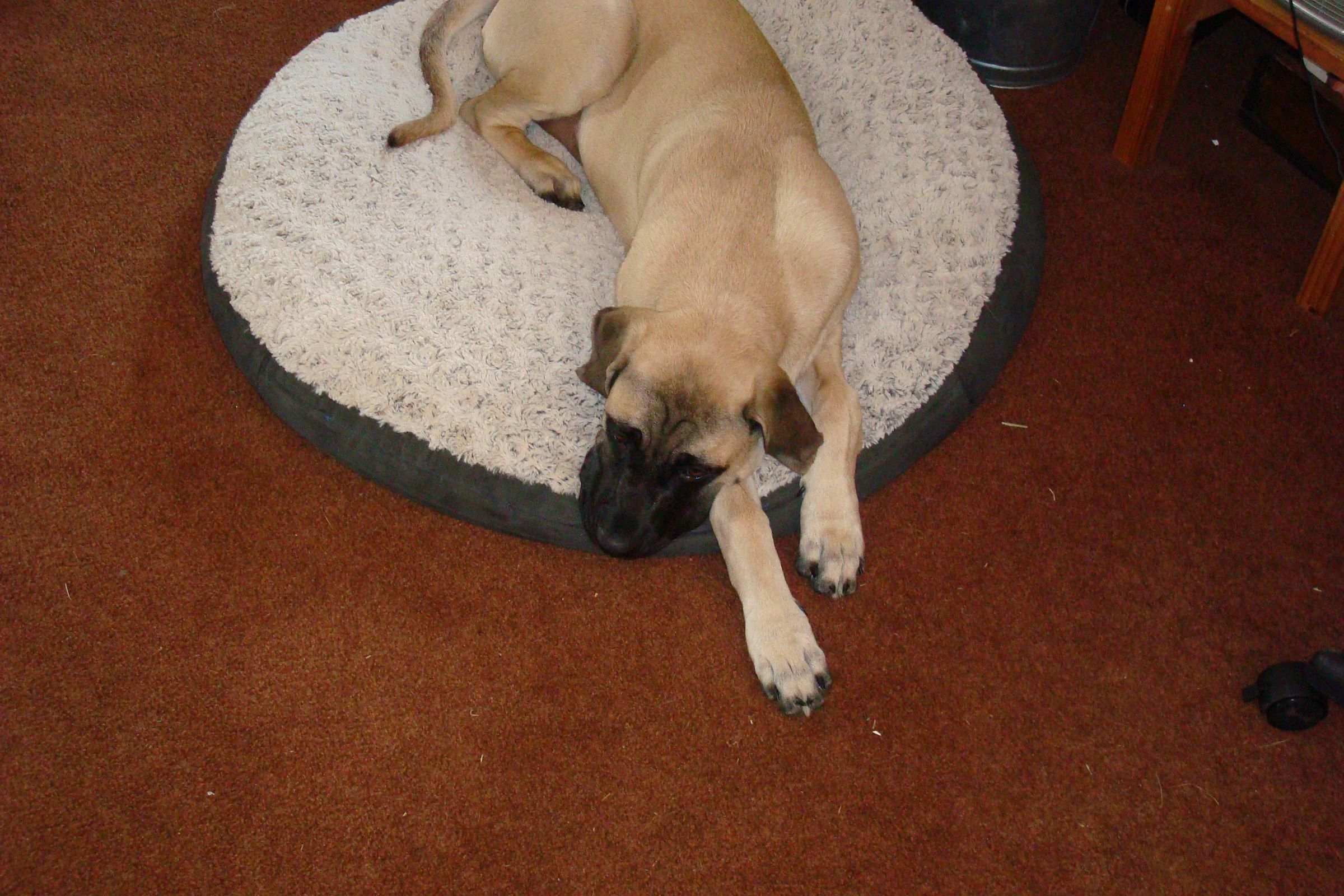 Get a Dog to Eat(and Like) a Pill