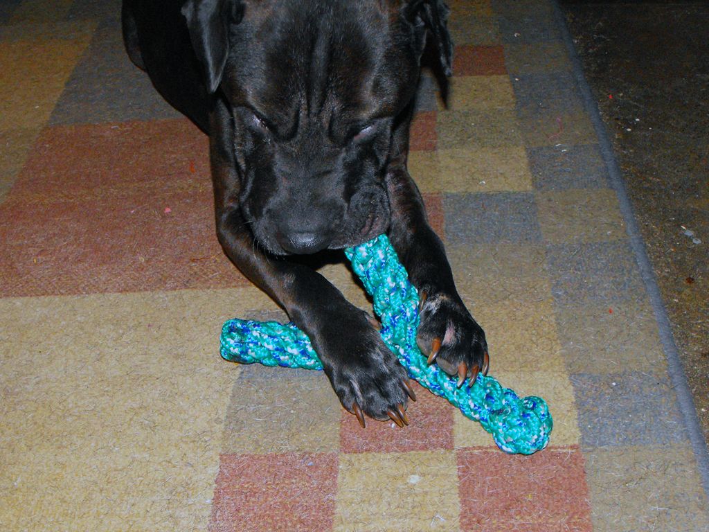 instructables dog toys