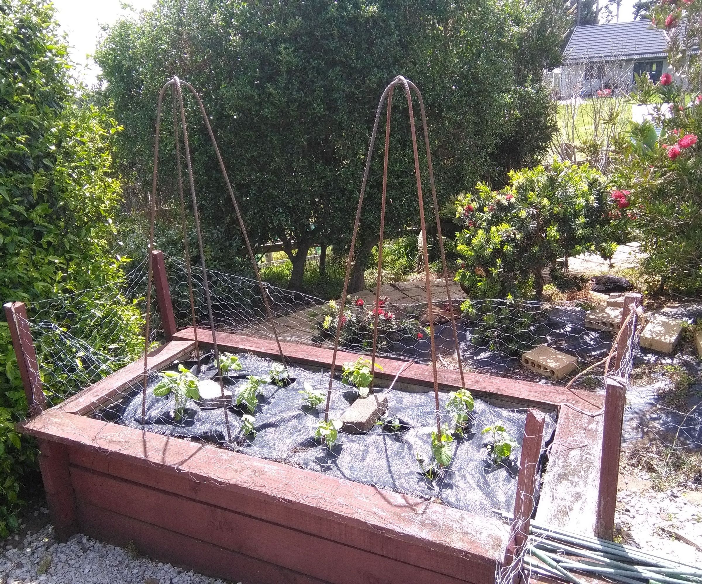 Vegetable Support or Trellis (or Obelisk!) What Would I Know!