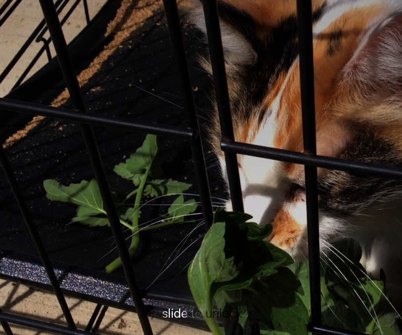 Ways to give cat medications at home, featuring elderly SMART calico cat