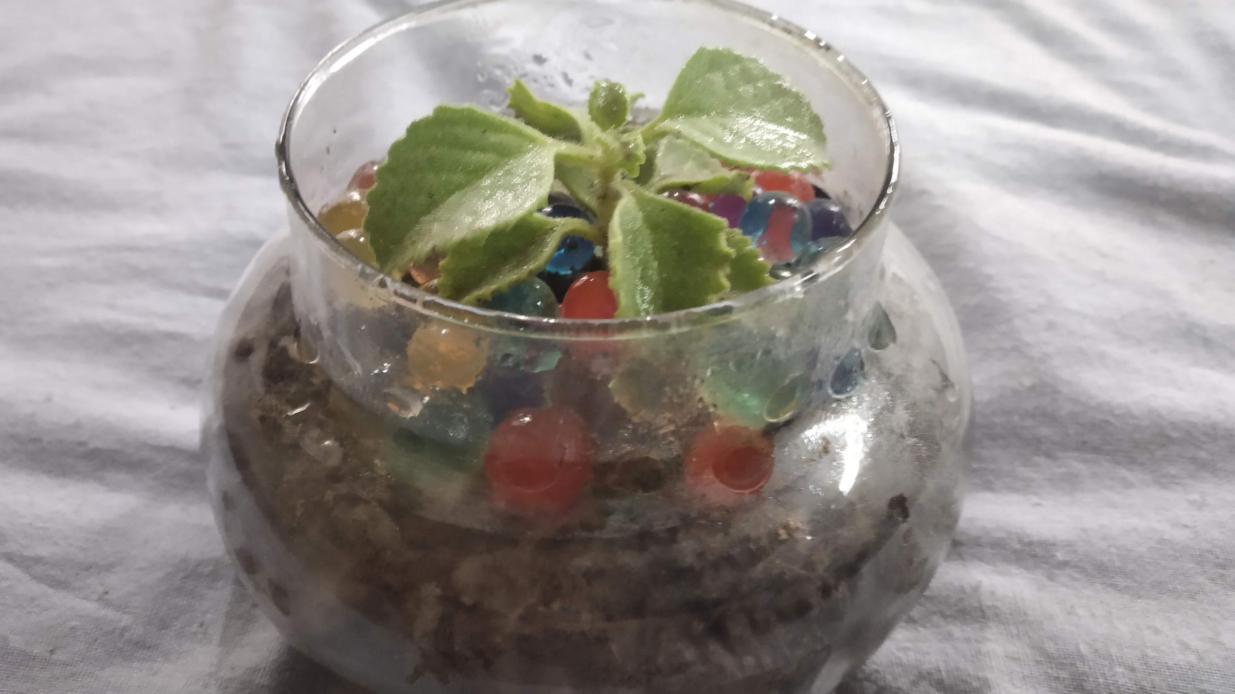 Terrarium Home Decor 5 Steps Instructables