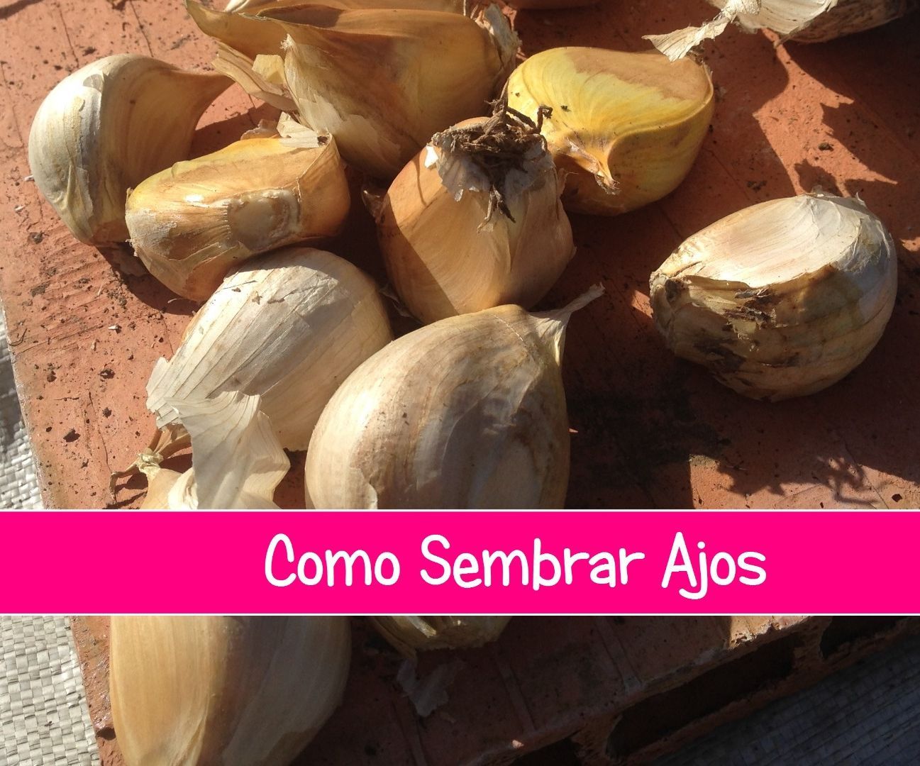 Como Sembrar Ajos