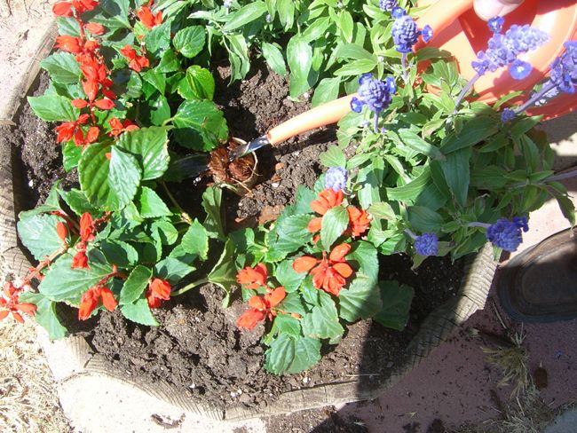 Successful Container Gardening