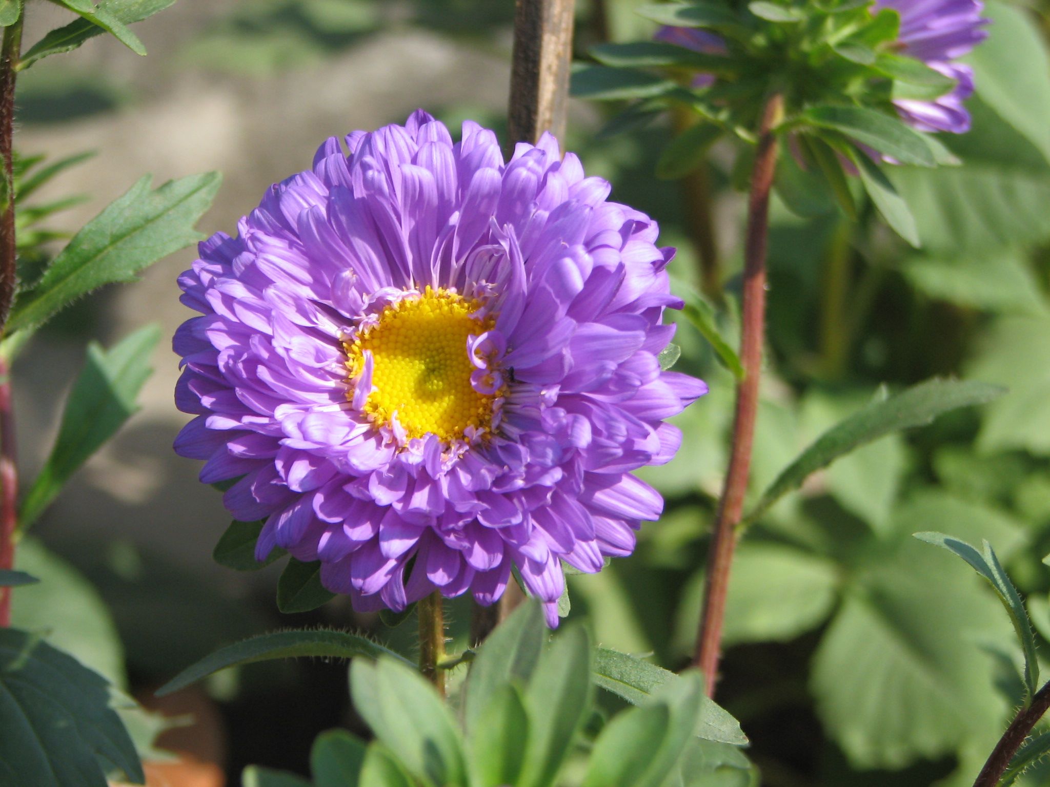 Taking Better Photographs