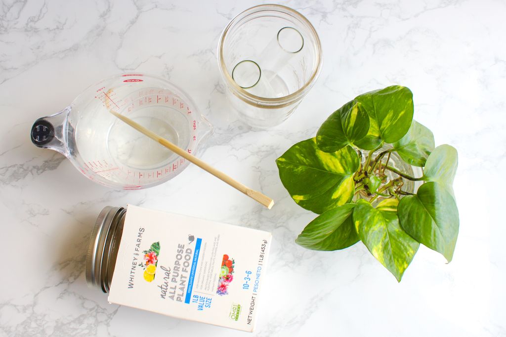 How to Grow a Pothos Plant in Water : 3 Steps (with Pictures) -  Instructables