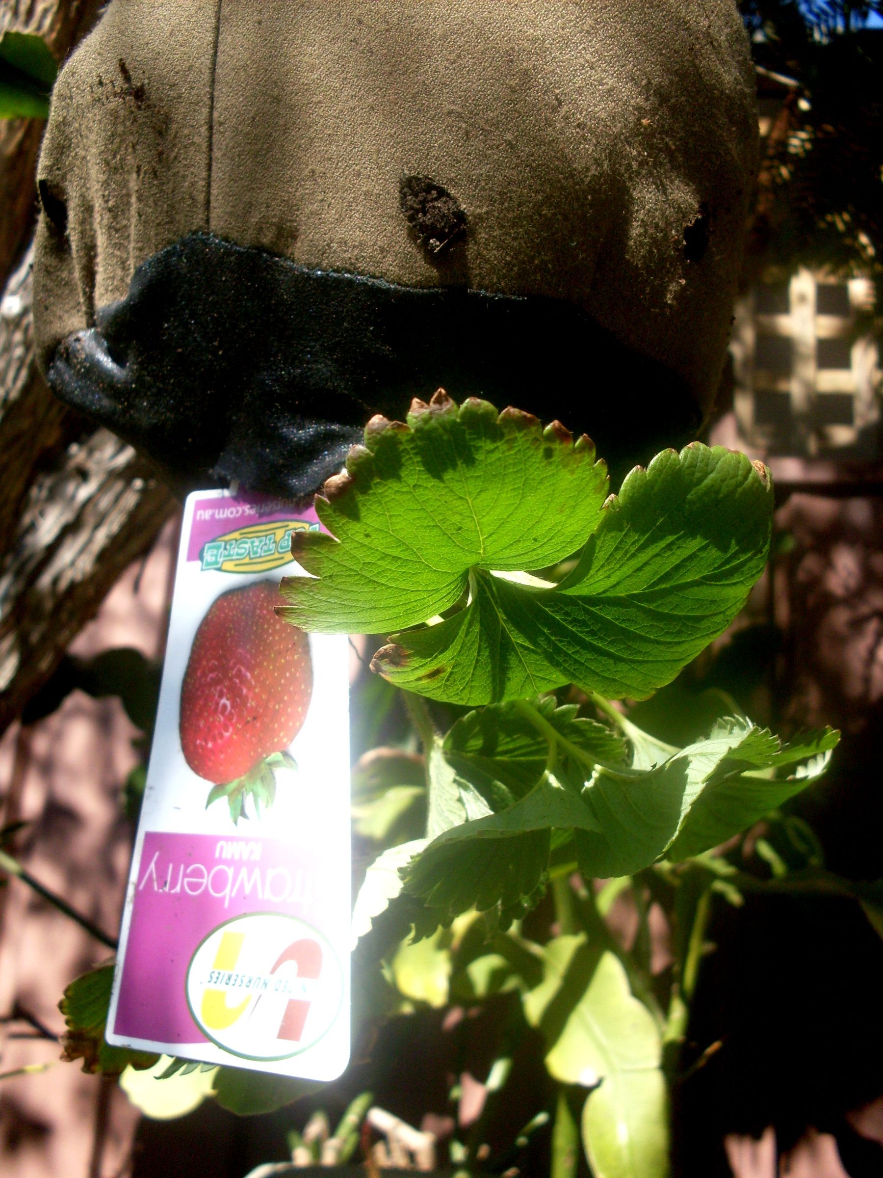 Sew a Grow-Bag or Upside Down Planter Bag