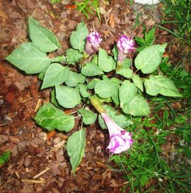 How to Grow Angel Trumpets : 3 Steps - Instructables