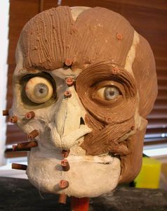 Adding the Muscles of the Face