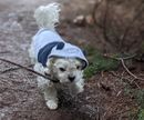 Panda Costume for Dogs From Scrap Cloth!