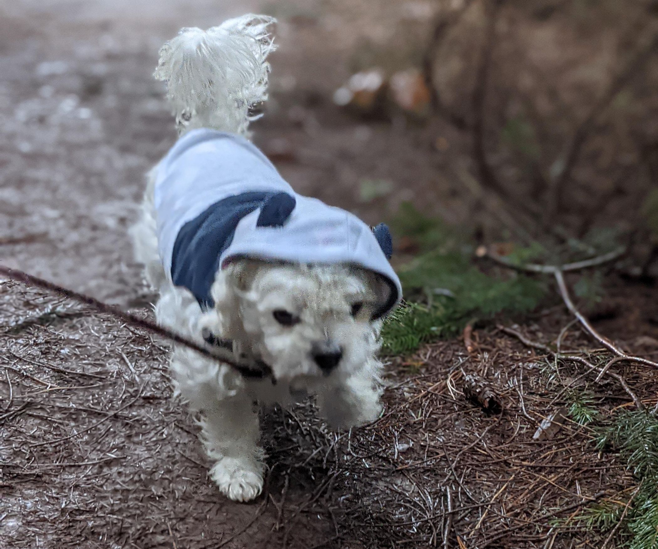 Panda Costume for Dogs From Scrap Cloth! 10 Steps (with Pictures