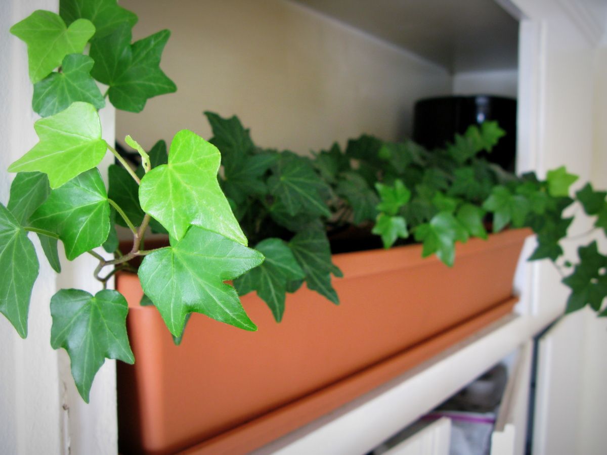 Automatic Plant Watering System