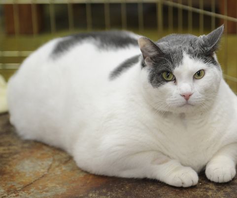 How to Help Your Overweight Cat to Lose Weight