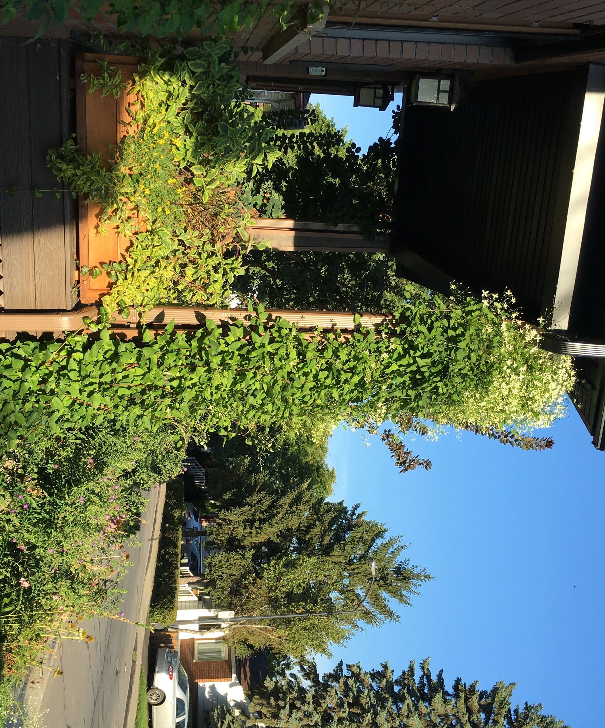 Cedar Wood Planter