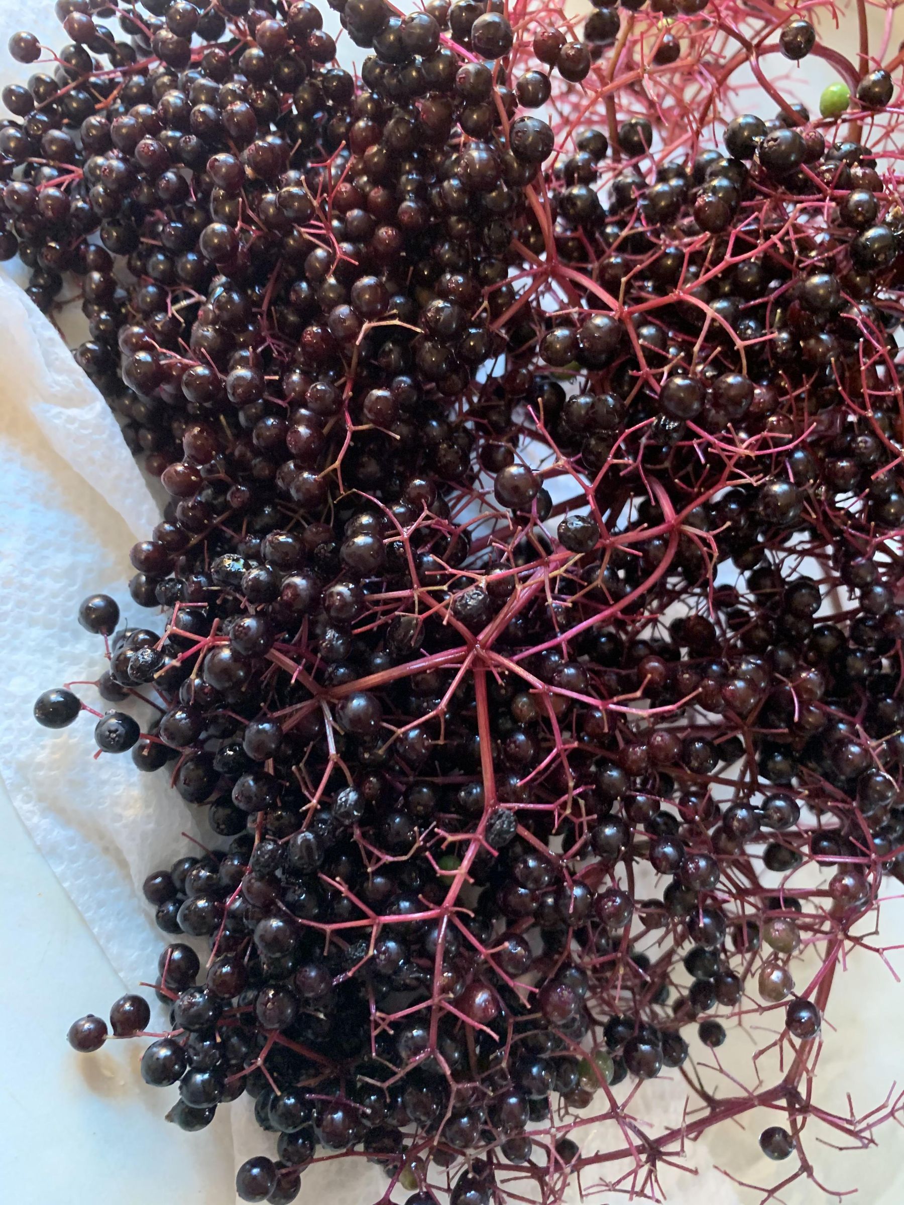 ImmunityBoosting Frozen Elderberry Drops 11 Steps (with Pictures