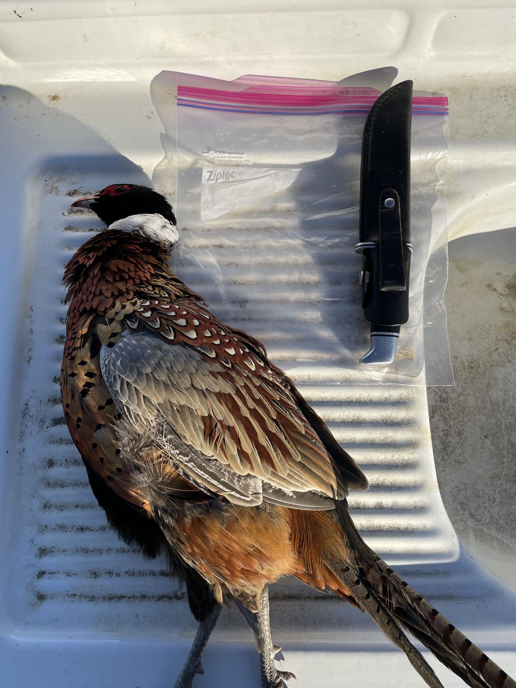 How to Clean a Pheasant 3 Steps Instructables